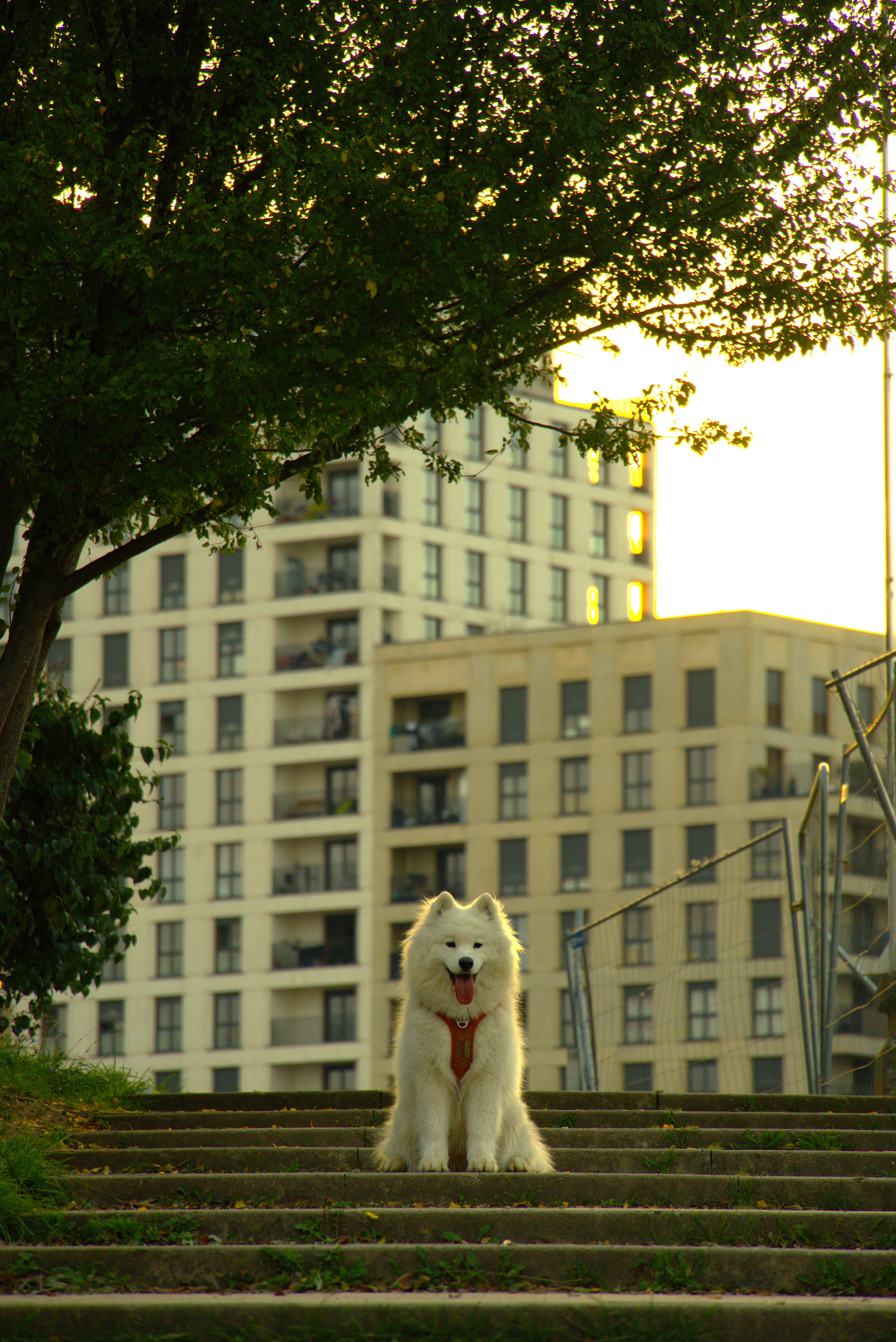 Animal 1