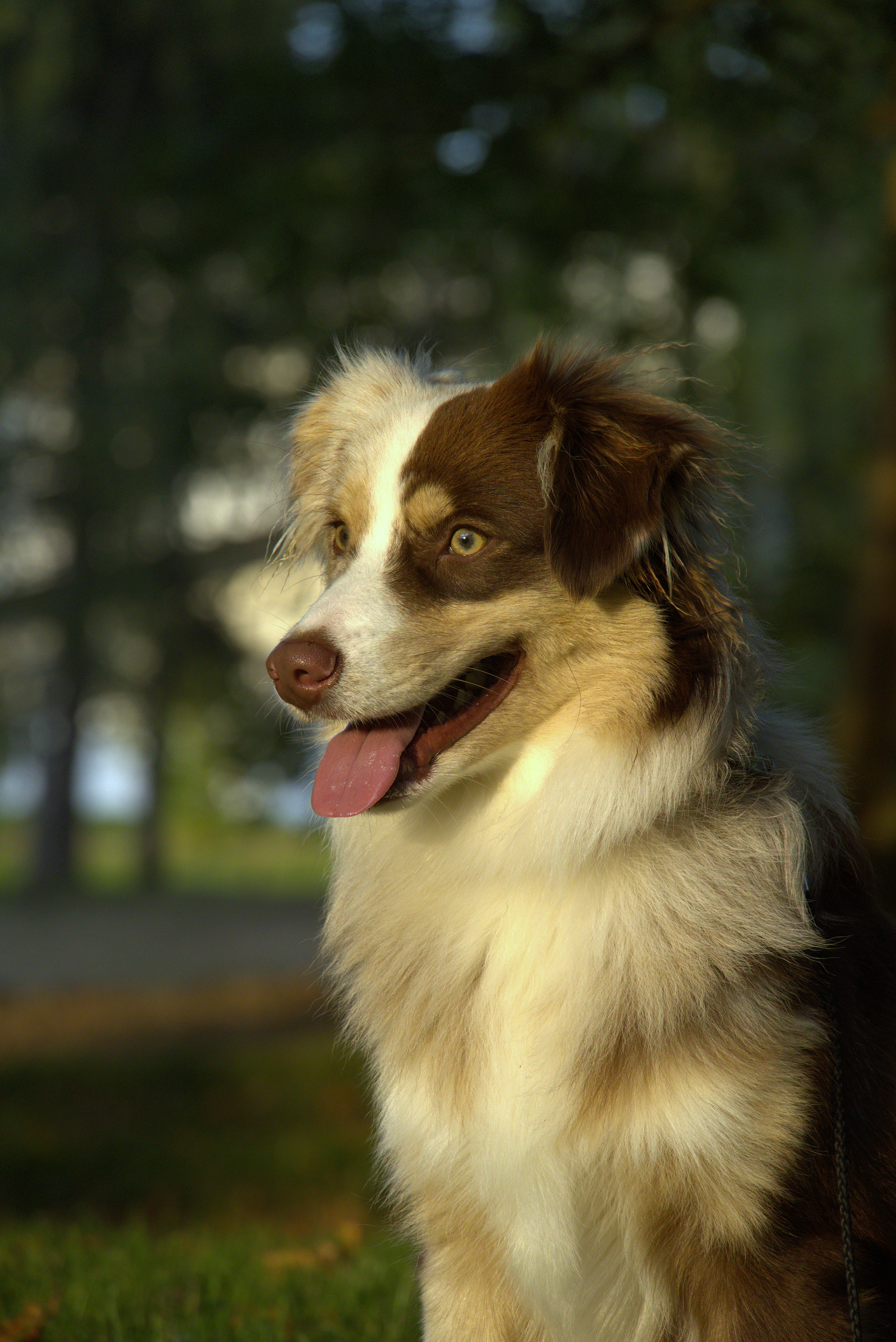 Animal 2