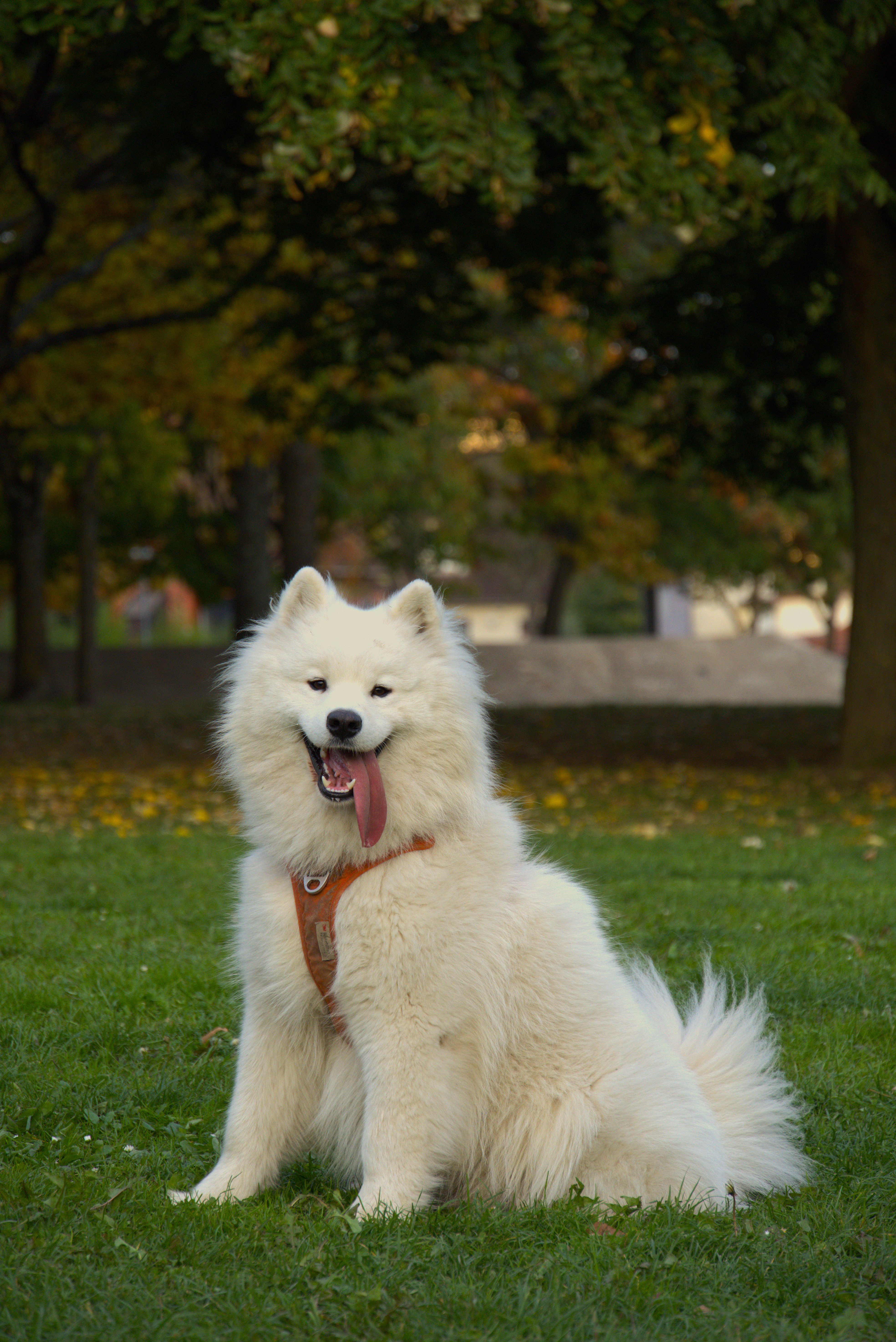 Animal 3