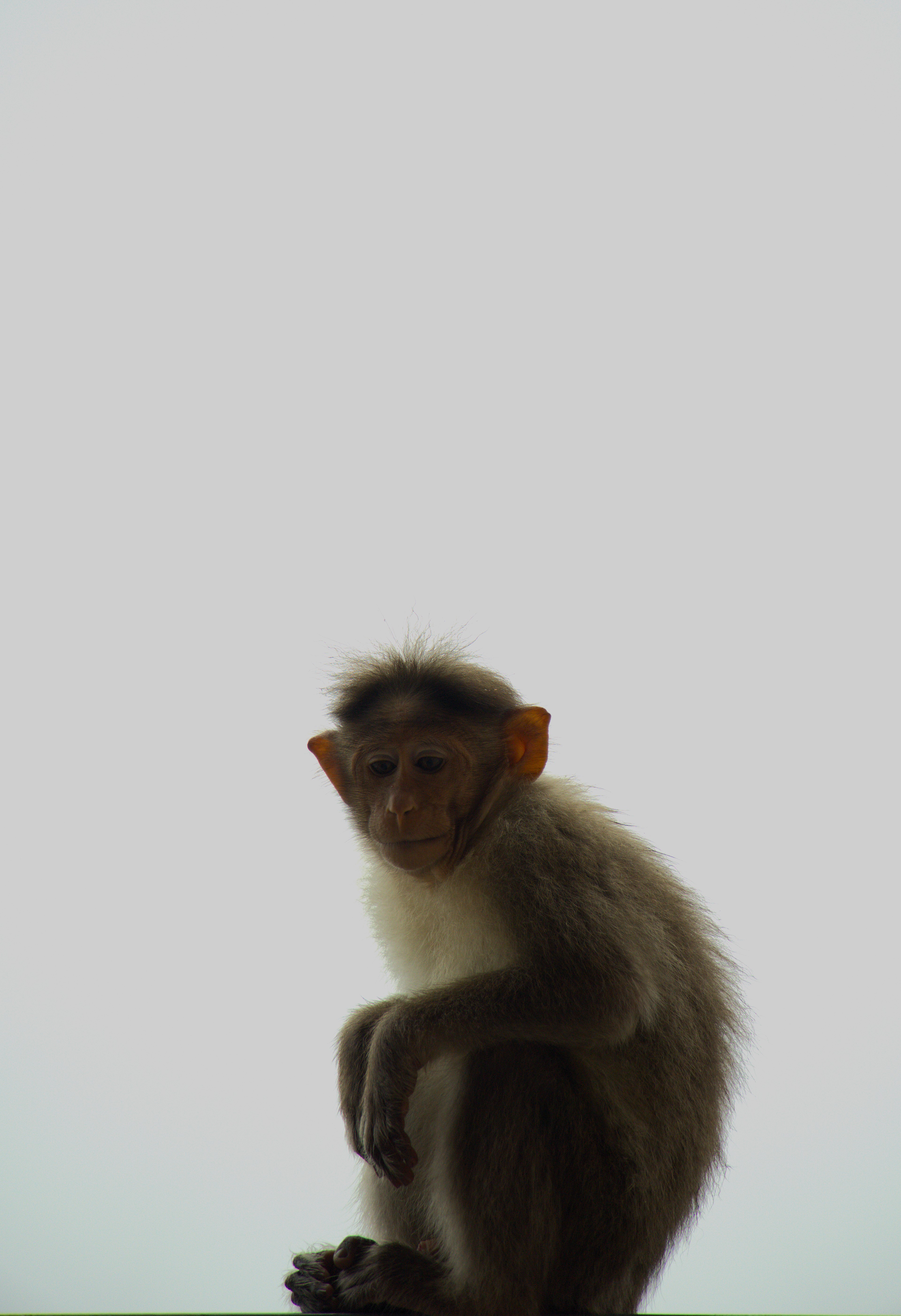 Animal 4